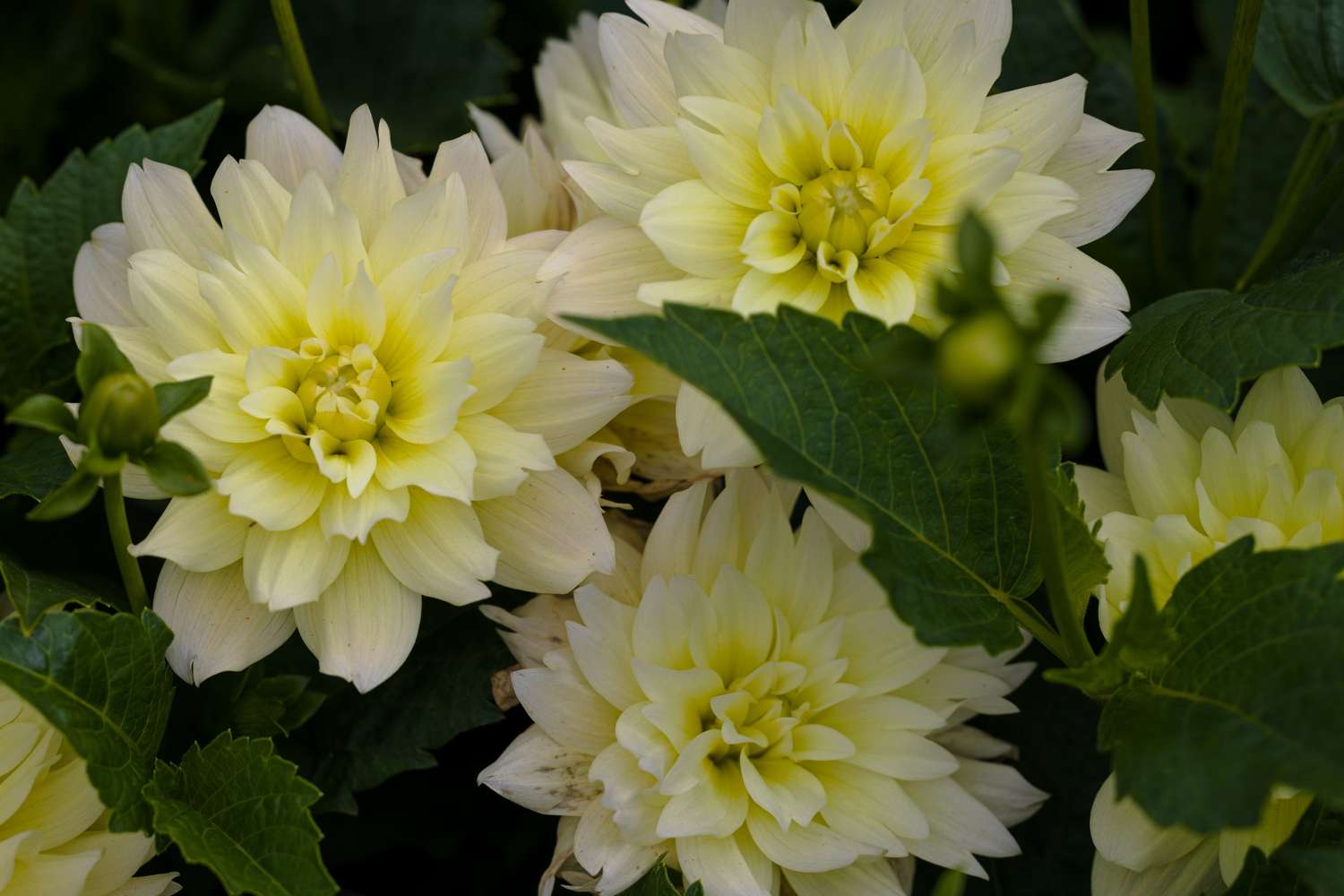Dahlie 'Berliner Lemon'